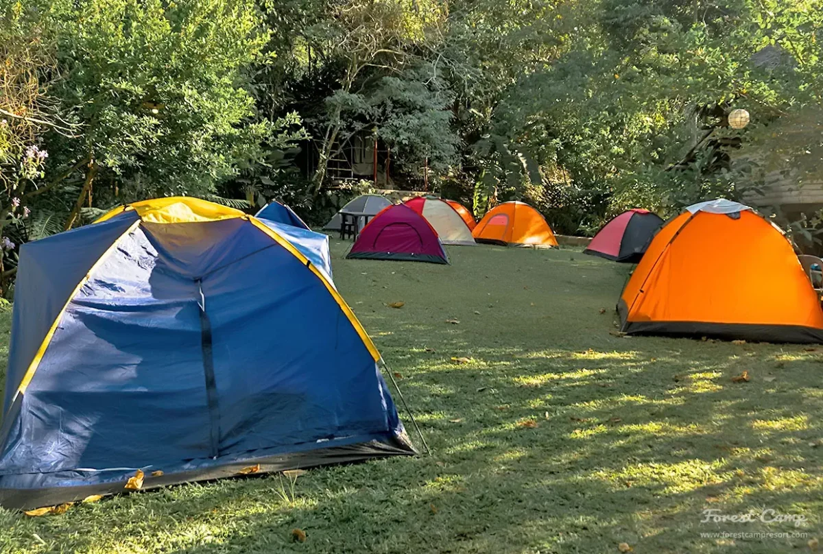 forest camp resort-camping